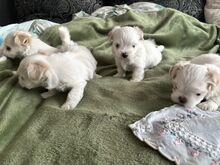 Maltese kutsikad