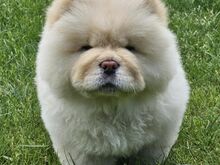 Chow Chow kutsikad