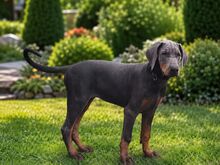 dobermann