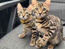 Pedigree Bengal kittens ready now