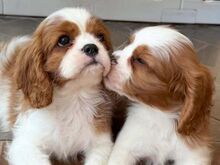 Cavalier King Charlesi spanjeli kutsikad..