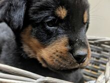 Rottweileri kutsikad