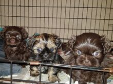 Shih Tzu kutsikad