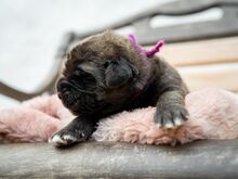 LEONBERGER