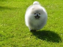 POMERANIAN