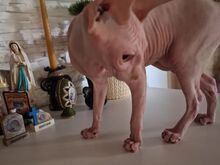 Sfinks
