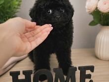 Pomopoo