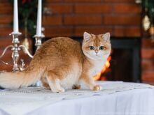 Briti Golden chinchilla Kaunitar