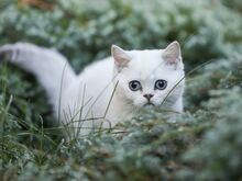 Голубоглазая девочка скоттиш-страйт