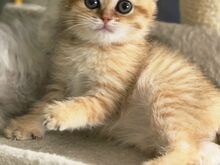 Scottish Straight - Scottish Fold
