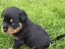 Rottweileri kutsikad