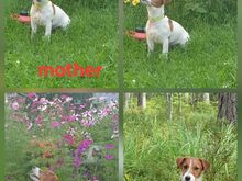 Jack Russell terjeri kutsikad