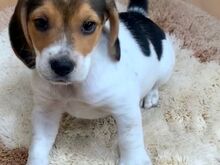 Beagle'i kutsikad