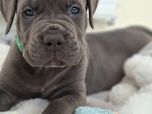 Cane Corso