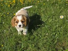 Cavalier King Charles Spanjeli kutsikas