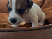 Jack Russell terjeri kutsikad
