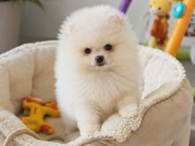 Pomeranian spitz
