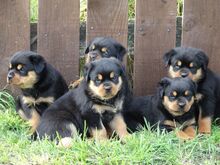 Rottweileri kutsikad