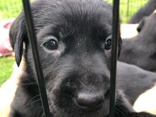 Labradori retriiveri kutsikad