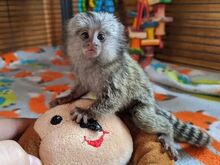Kääbus-marmoset-ahvid. kirjuta mulle