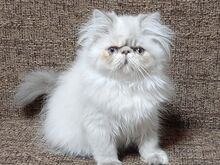 Персидские котята