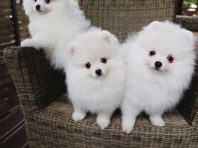 Pomeranian kutsikad