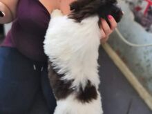 Newfoundlandi kutsikad