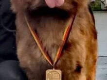 Saksa lambakoera kutsikas