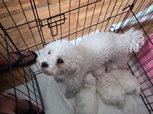 BICHON FRISE