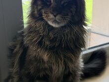 Maine Coon, poiss