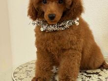 Miniature/ toy poodles (FCI/LKD)