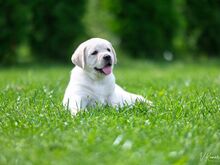 Labradori retriiveri kutsikad