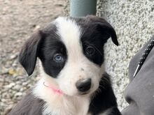 BORDERCOLLIE