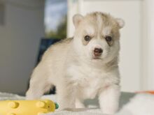 Siberi husky kutsikad