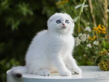 Sinisilmne Scottish Fold poiss