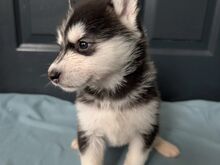 3 isast Siberi huskyt, hetkel3 isast Siberi huskyt