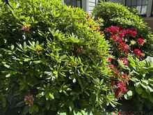Rododendronid