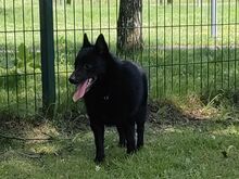 Schipperke - Schipperke