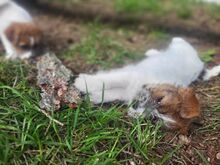 Jack Russell terjeri kutsikapoiss (FCI/LKF)