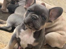 French bulldog puppies