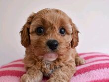 Cavapoo puppies