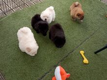 Chow Chow kutsikad