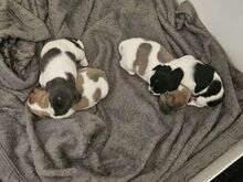 2 alles!! Jackrussle kutsikad..võtke minuga ühendu