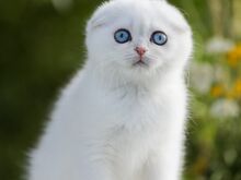 Sinisilmne Scottish Fold poiss