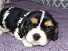 Cavalier King Charles spanjeli kutsikad!
