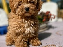 Maltipoo emane kutsikas