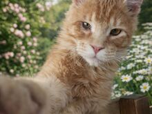 Maine Coon isane