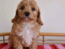 Cavapoo puppies