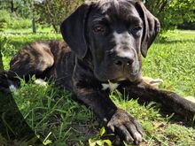 4- kuused Cane Corso kutsikad