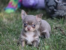 Chihuahua kutsikad